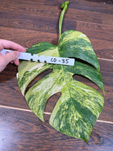 Monstera Borsigiana Aurea Variegated Cutting - Monstera Aurea Variegata - Monstera Marmota - US Seller