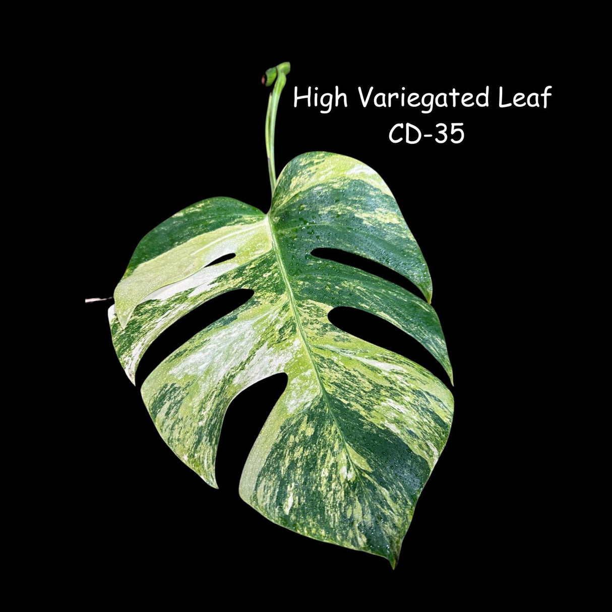 Monstera Borsigiana Aurea Variegated Cutting - Monstera Aurea Variegata - Monstera Marmota - US Seller
