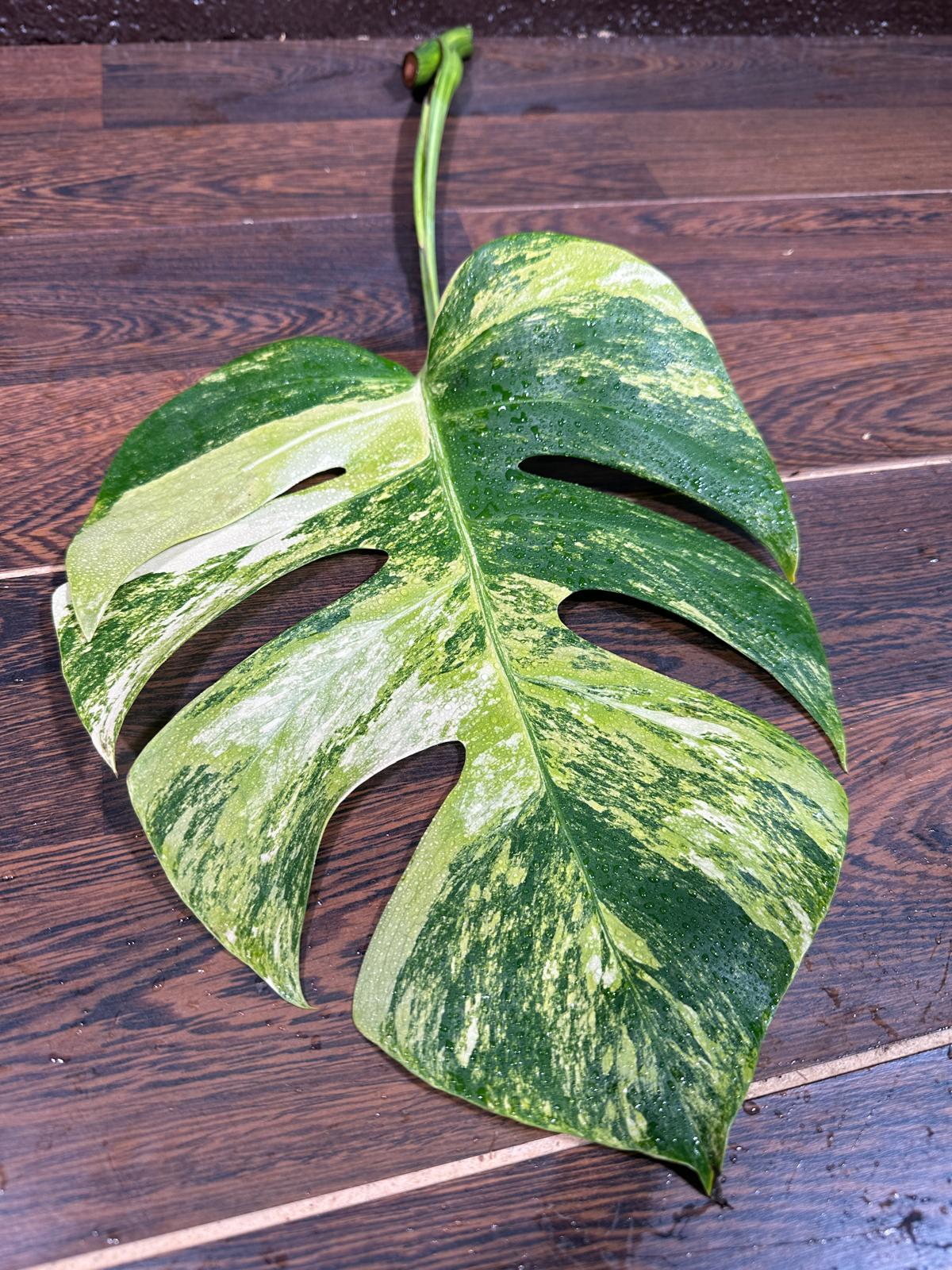 Monstera Borsigiana Aurea Variegated Cutting - Monstera Aurea Variegata - Monstera Marmota - US Seller