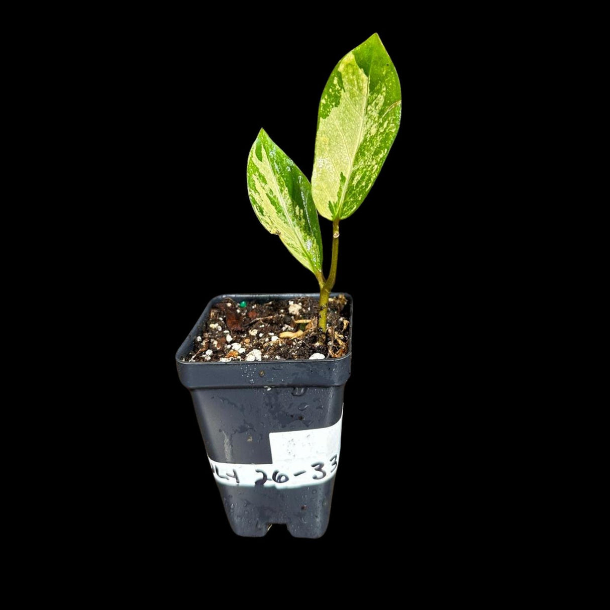 Scindapsus Jade Satin Variegated in a Nursery Pot | Scindapsus Potted Plant | SAME plant as images - US Seller