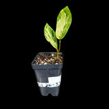 Scindapsus Jade Satin Variegated in a Nursery Pot | Scindapsus Potted Plant | SAME plant as images - US Seller