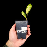 Scindapsus Jade Satin Variegated in a Nursery Pot | Scindapsus Potted Plant | SAME plant as images - US Seller
