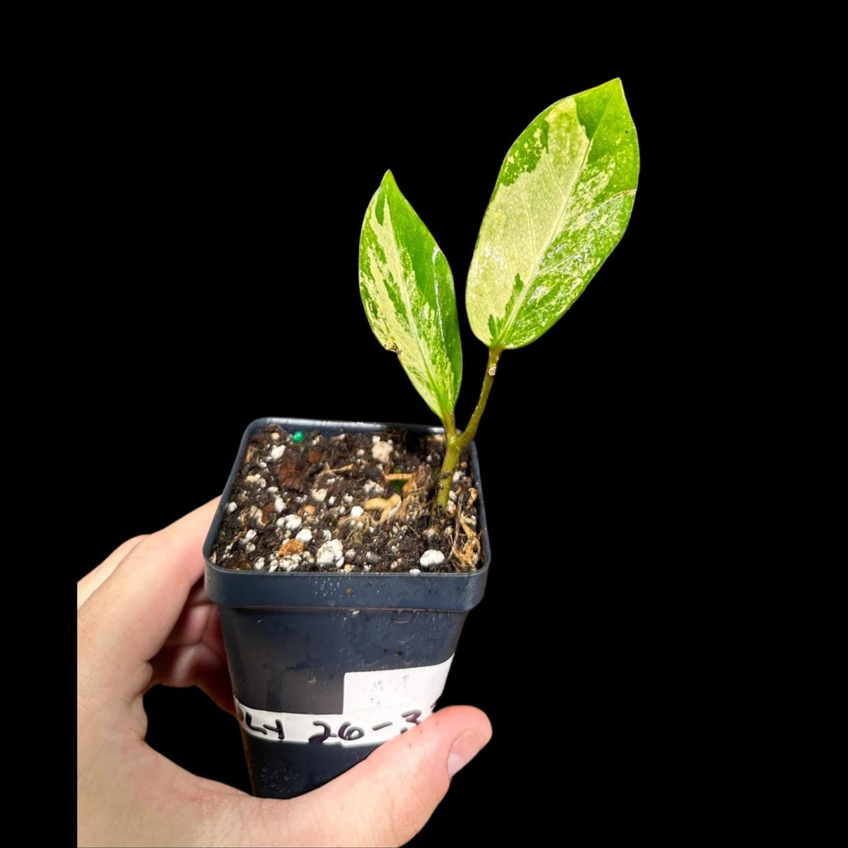 Scindapsus Jade Satin Variegated in a Nursery Pot | Scindapsus Potted Plant | SAME plant as images - US Seller