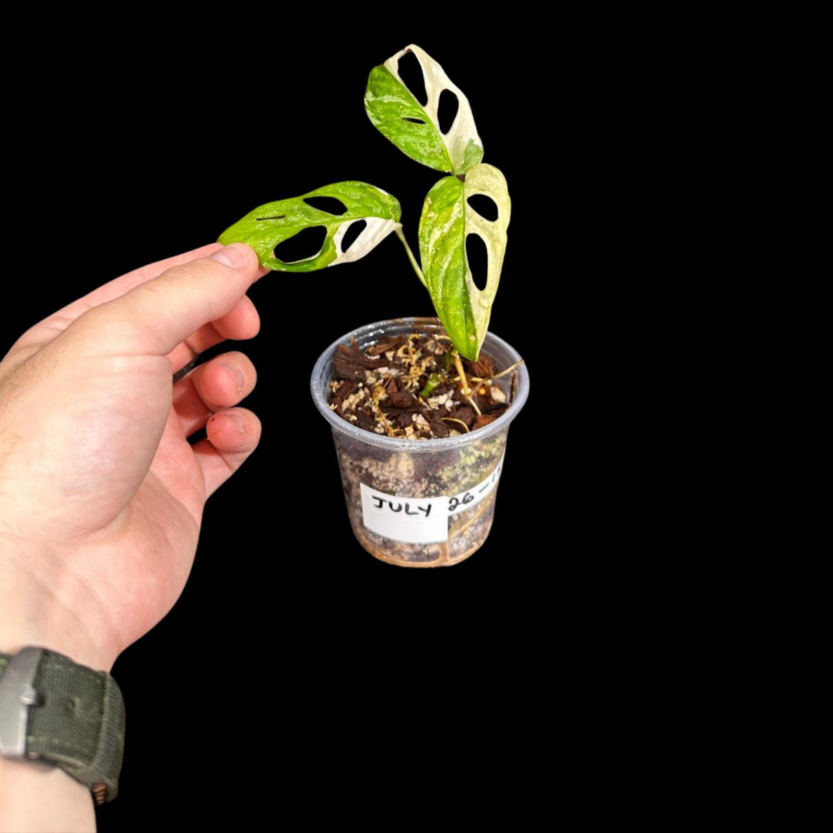 High Variegated White Monstera Adansonii Albo in a mother Pot - Swiss Cheese Single Leaf Potted Plant- SAME pot as Image - US Seller