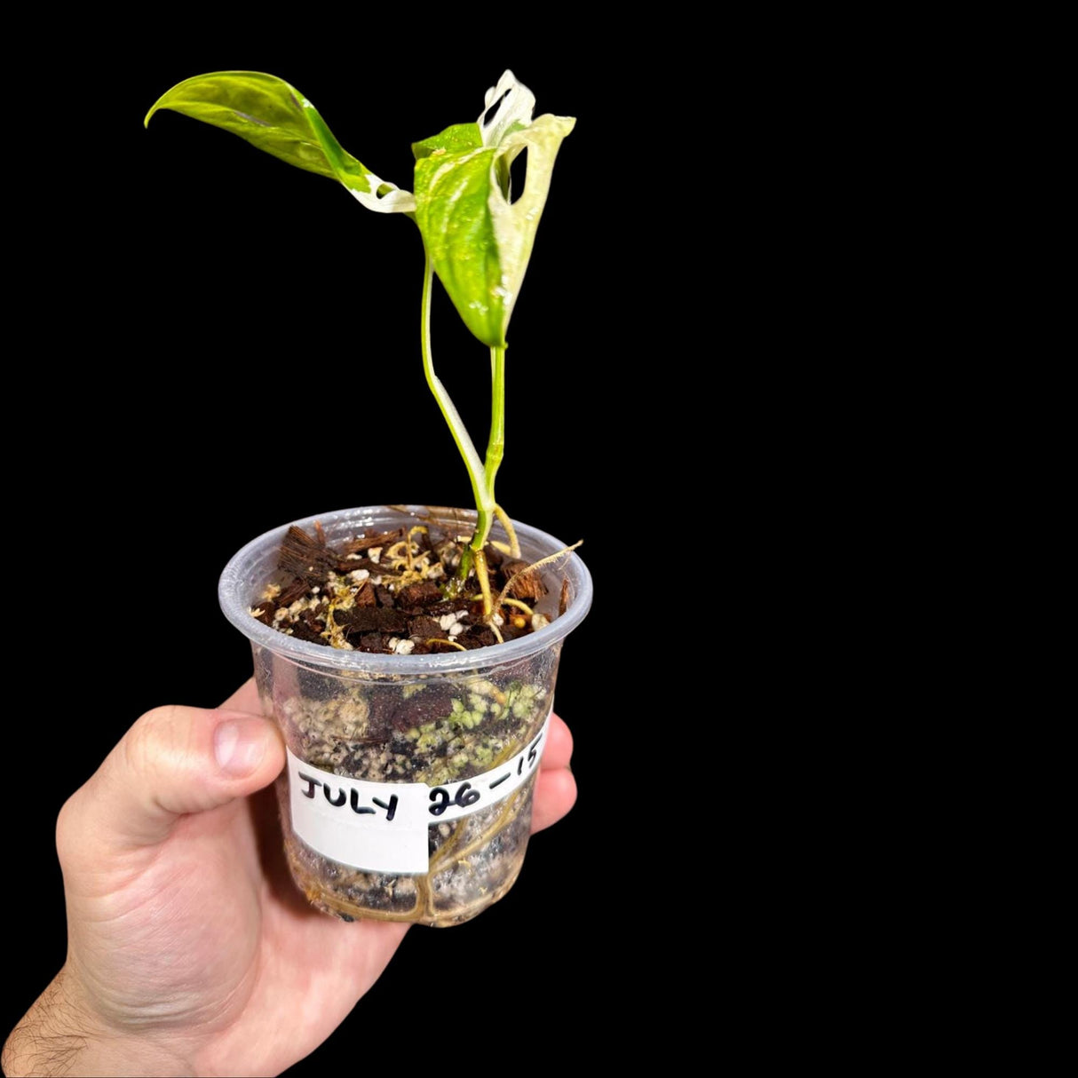 High Variegated White Monstera Adansonii Albo in a mother Pot - Swiss Cheese Single Leaf Potted Plant- SAME pot as Image - US Seller