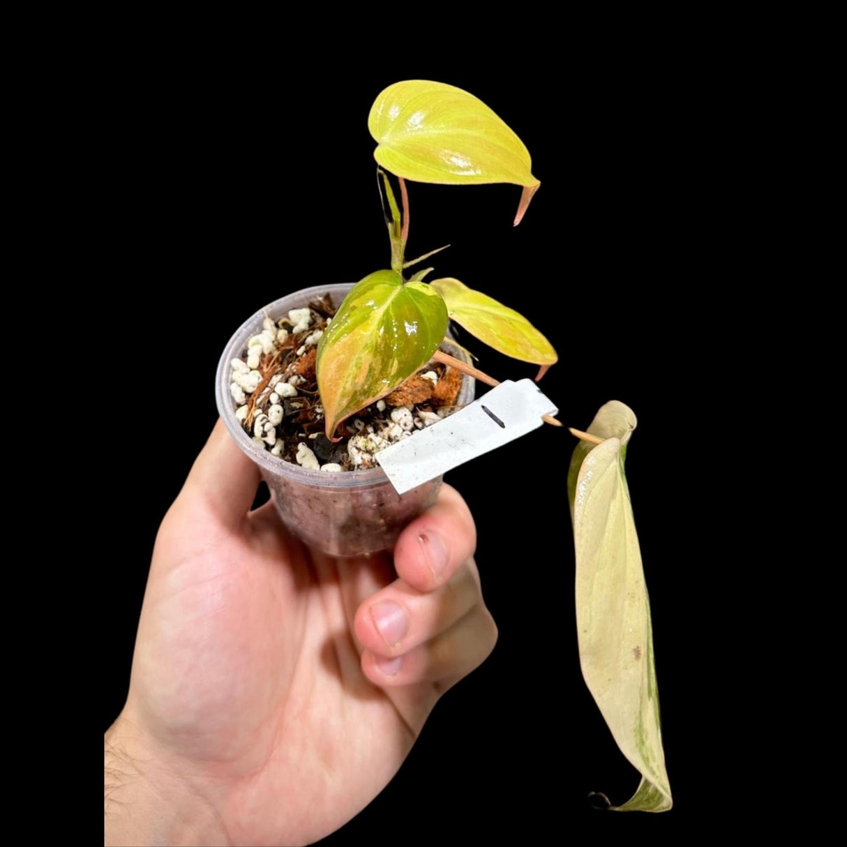 Rare Variegated Philodendron Mican Aurea in a Nursery Pot - Mican Aurea Rare Collector Potted Plant - US SELLER - Potted Plant