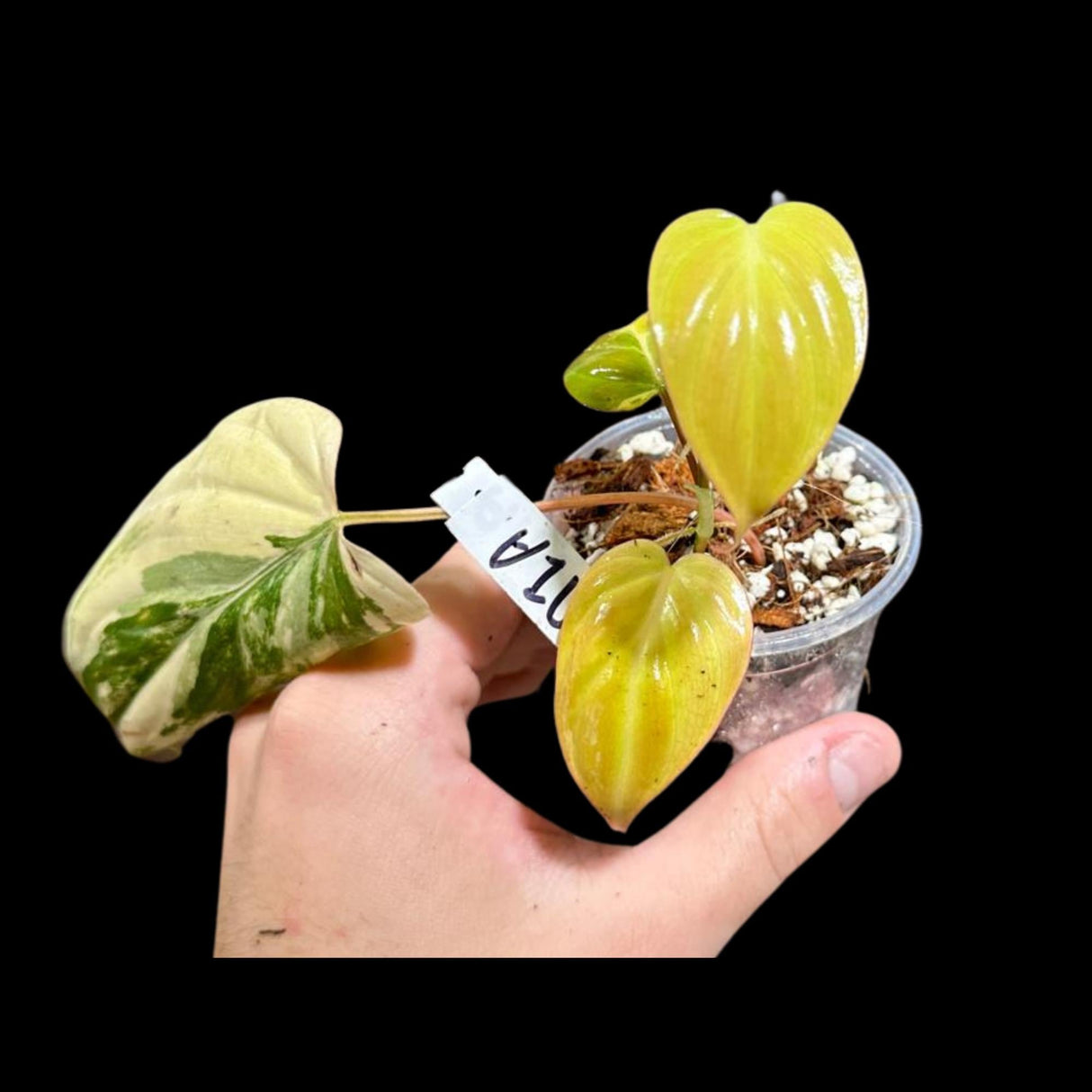 Rare Variegated Philodendron Mican Aurea in a Nursery Pot - Mican Aurea Rare Collector Potted Plant - US SELLER - Potted Plant