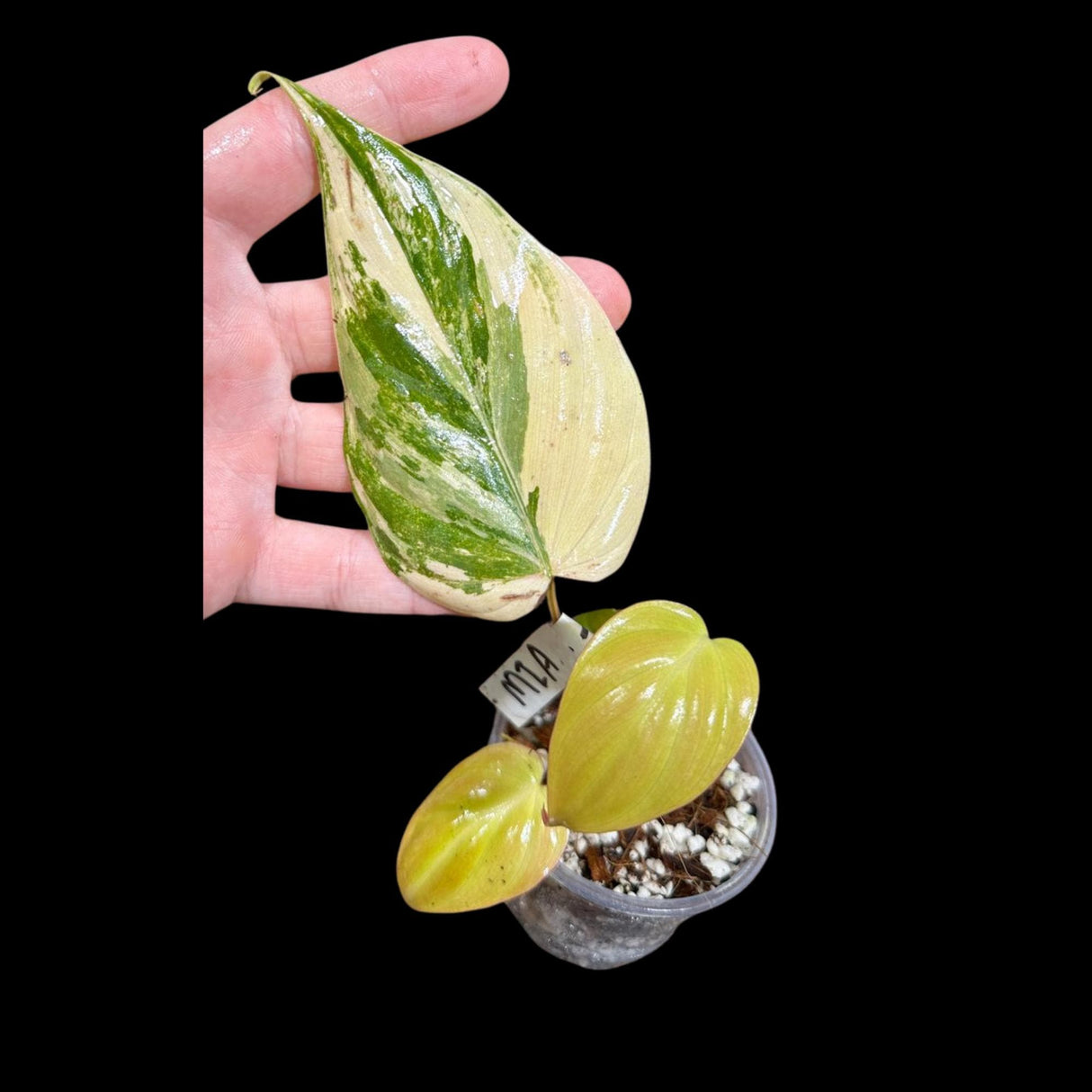 Rare Variegated Philodendron Mican Aurea in a Nursery Pot - Mican Aurea Rare Collector Potted Plant - US SELLER - Potted Plant