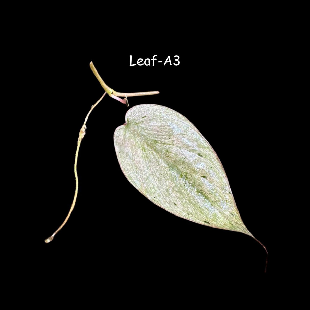 Rare Variegated Philodendron Mican Mint - Variegated Single Leaf Cutting - Gift for Mom- Rare Collector Plant - US Seller