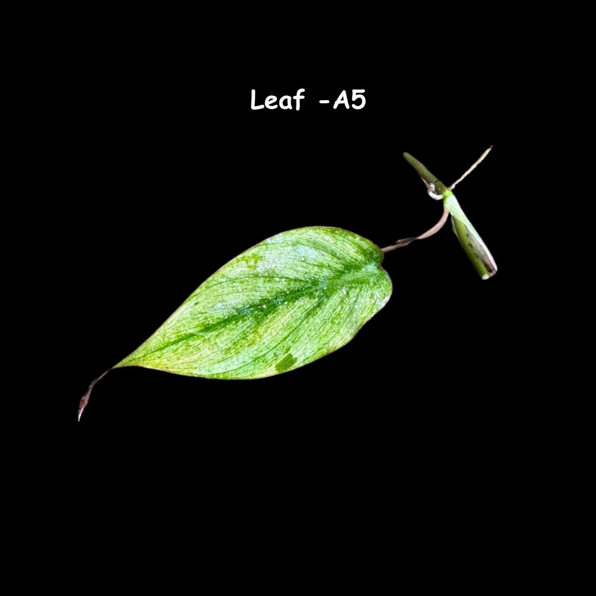 Rare Variegated Philodendron Mican Mint - High Variegated Single Leaf Cutting - US SELLER - EXACT Same Cutting as the image