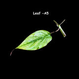 Rare Variegated Philodendron Mican Mint - High Variegated Single Leaf Cutting - US SELLER - EXACT Same Cutting as the image