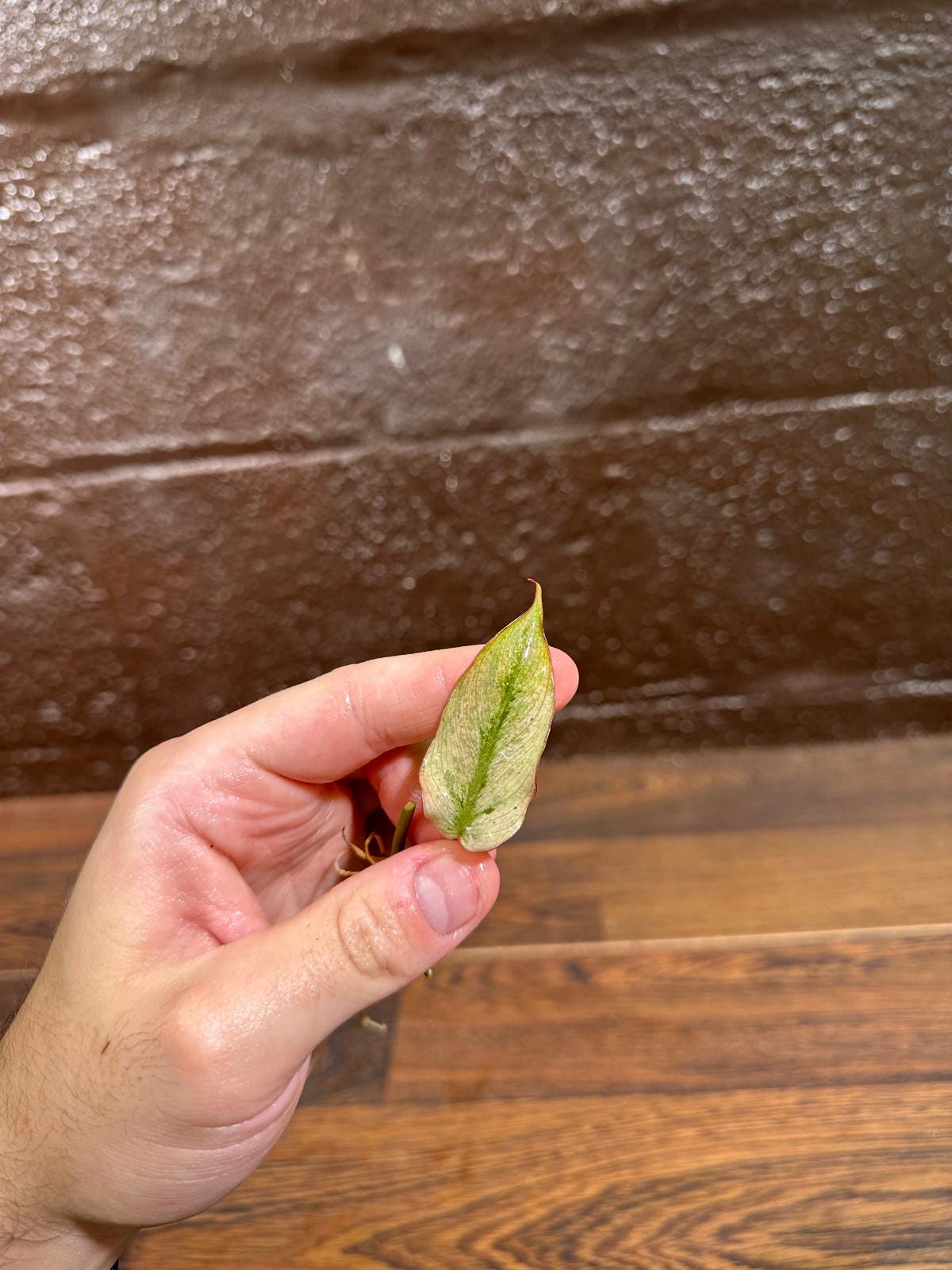 Rare Variegated Philodendron Mican Mint - Variegated Single Leaf Cutting - Beginners Plant - Rare Collector Plant - US SELLER