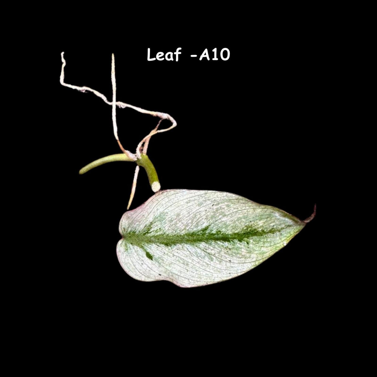 Rare Variegated Philodendron Mican Mint - Variegated Single Leaf Cutting - Beginners Plant - Rare Collector Plant - US SELLER