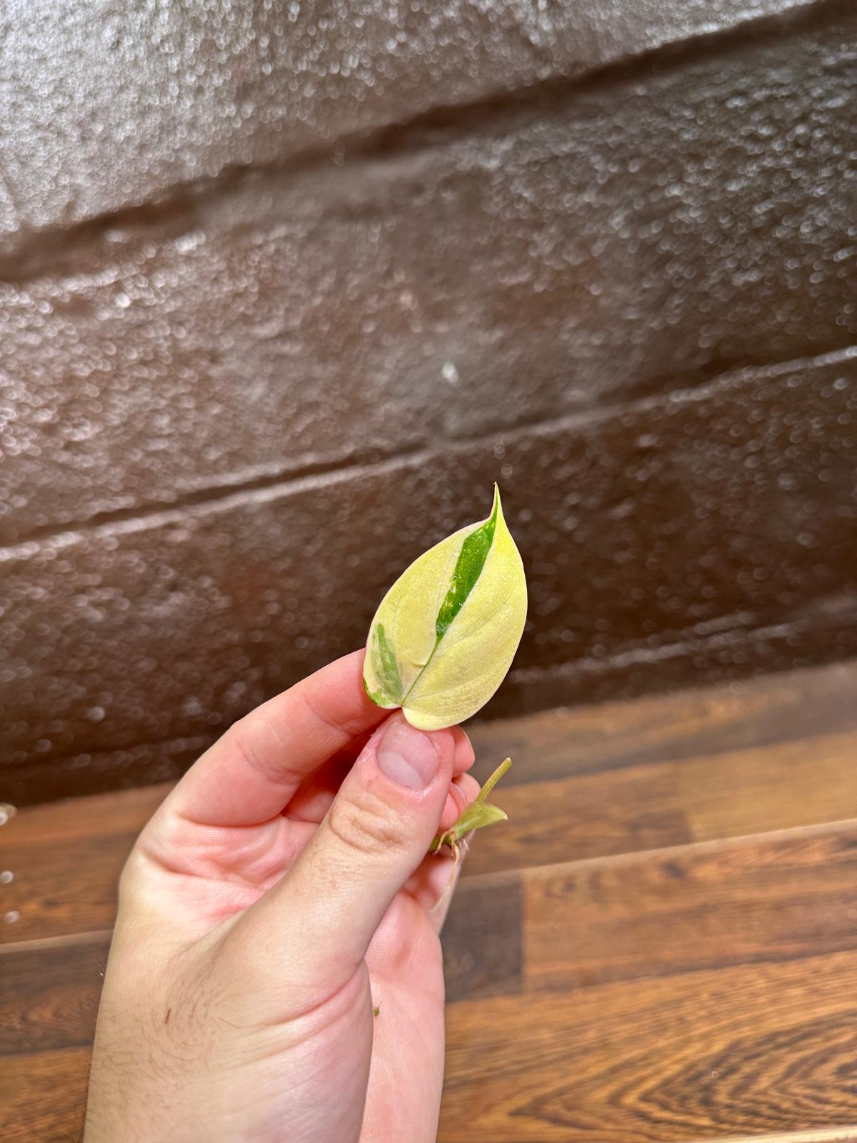 Rare Variegated Philodendron Mican Aurea Variegated Leaf Cutting - Rare Collector Plant - Beginners Plant - US Seller