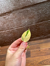 Rare Variegated Philodendron Mican Aurea Variegated Leaf Cutting - Rare Collector Plant - Beginners Plant - US Seller