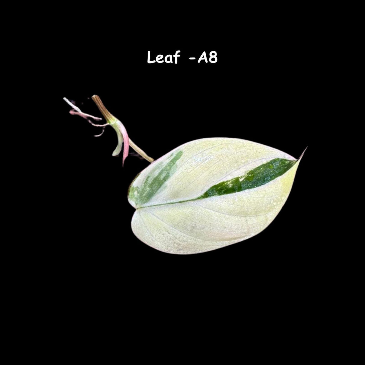 Rare Variegated Philodendron Mican Aurea Variegated Leaf Cutting - Rare Collector Plant - Beginners Plant - US Seller