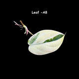 Rare Variegated Philodendron Mican Aurea Variegated Leaf Cutting - Rare Collector Plant - Beginners Plant - US Seller