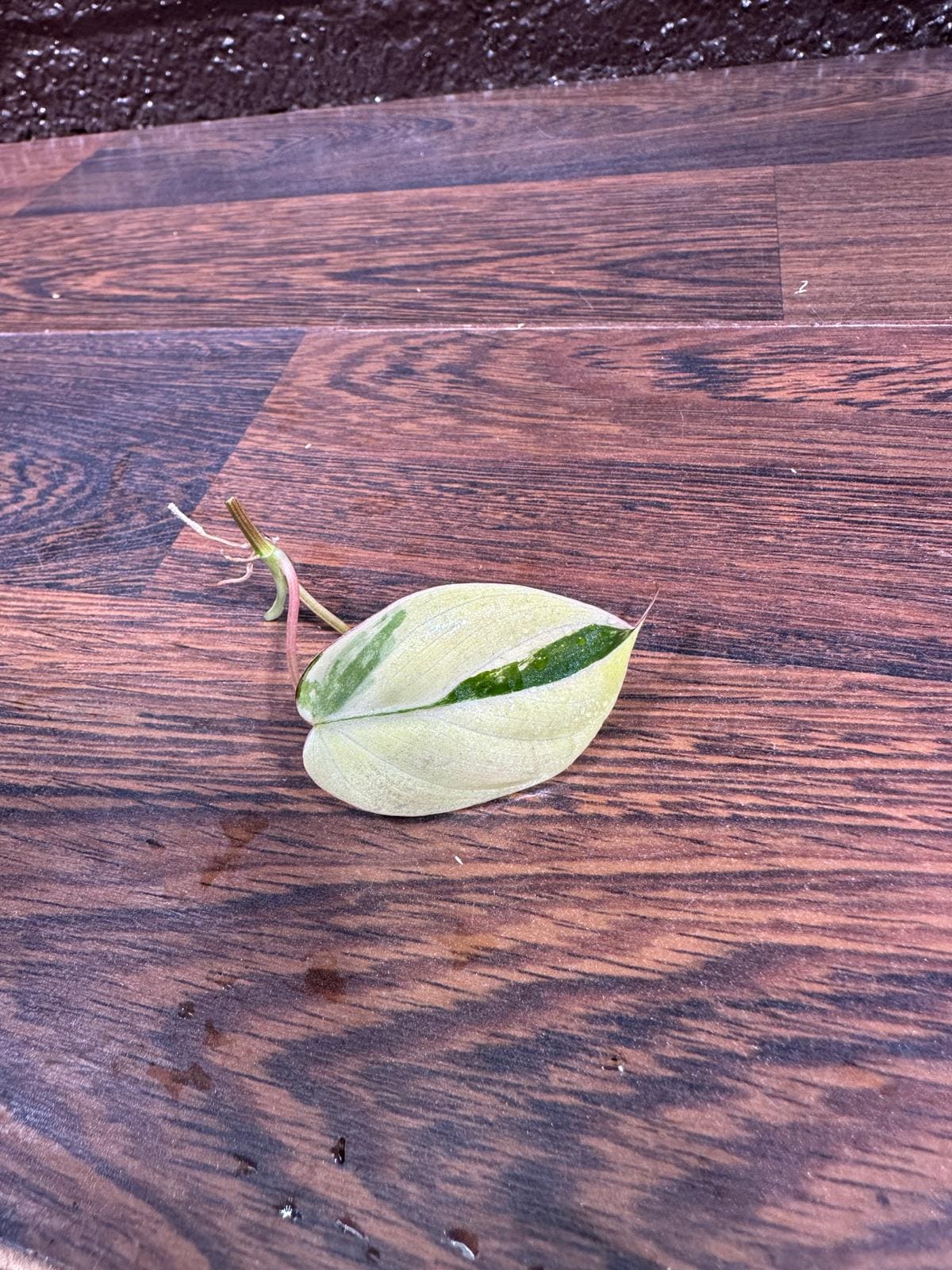 Rare Variegated Philodendron Mican Aurea Variegated Leaf Cutting - Rare Collector Plant - Beginners Plant - US Seller
