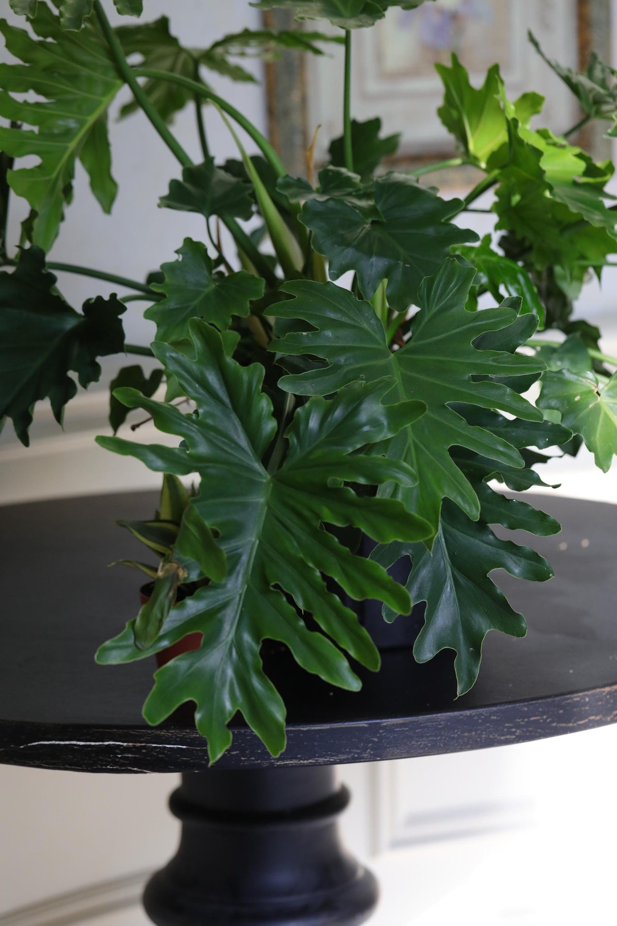 Philodendron Selloum plant  in a 10” Pot - Large Indoor Easy-Care Houseplant - Indoor Low Light Plant - Indoor air purification plant