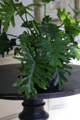 Philodendron Selloum plant  in a 10” Pot - Large Indoor Easy-Care Houseplant - Indoor Low Light Plant - Indoor air purification plant