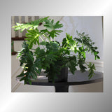 Philodendron Selloum plant in a 10” Pot