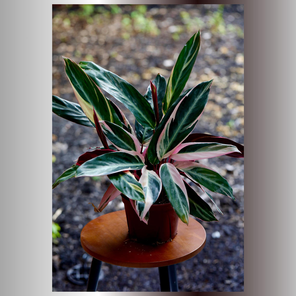 Stromanthe Triostar Plant in a 5" Nursery Pot - Live Indoor Prayer Plant - Pink Leaves Gift Houseplant - Purple Office Plant