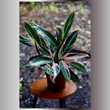 Stromanthe Triostar Plant in a 5" Nursery Pot - Live Indoor Prayer Plant - Pink Leaves Gift Houseplant - Purple Office Plant