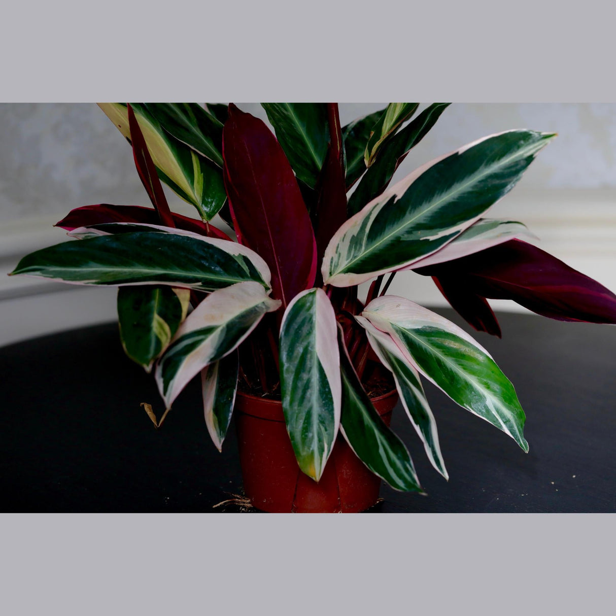 Stromanthe Triostar Plant in a 5" Nursery Pot - Live Indoor Prayer Plant - Pink Leaves Gift Houseplant - Purple Office Plant