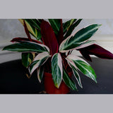 Stromanthe Triostar Plant in a 5" Nursery Pot - Live Indoor Prayer Plant - Pink Leaves Gift Houseplant - Purple Office Plant