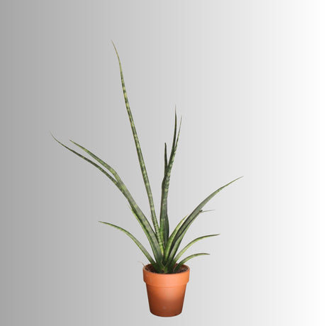 Rare Fernwood Mikado Snake Plant in a 4" Pot - Indoor Easy Care Low Maintenance Houseplant - Low Light Succulent - US seller