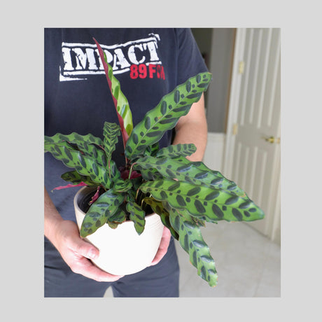 Calathea Peacock "Calathea Makoyana"-4" Nursery Pot | Peacock Calathea - Air Purifier Plant - Live Topical Houseplant | Indoor Gift Plant