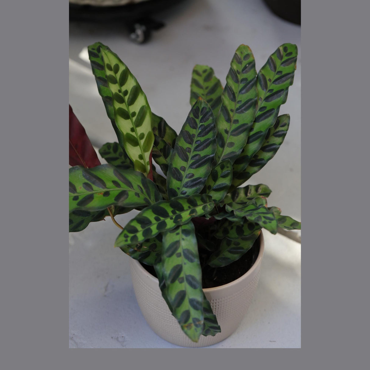 Rare Calathea Lancifolia in 5" Nursery Pot - Air purifier plant - Rare Houseplant - Rattlesnake Plant - Gift Houseplant