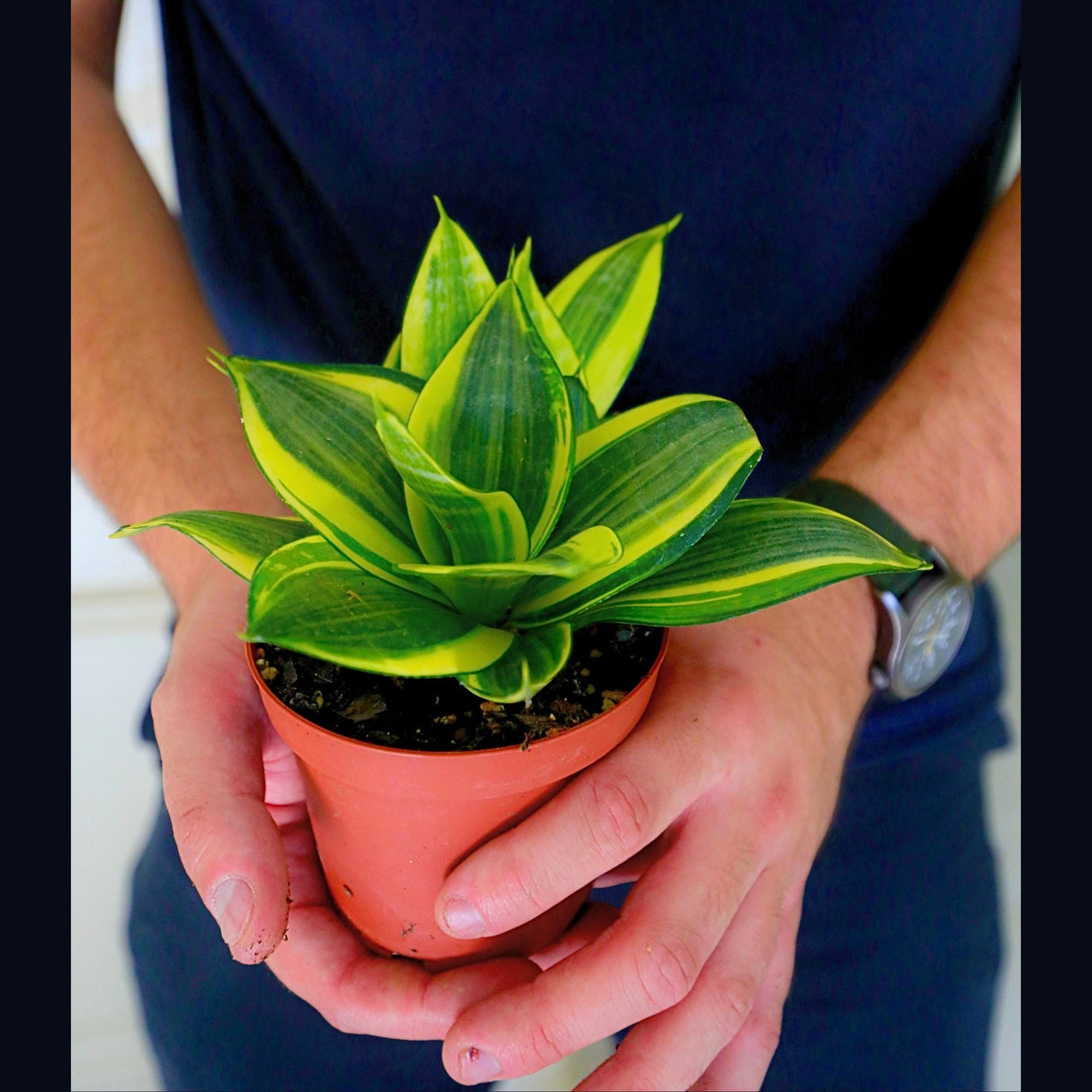 Rare Sansevieria Golden Hanhii in 3” pot - Mini Snake Plant- Live Houseplant - Air Purifying Plant - EXACT SAME plant - US seller
