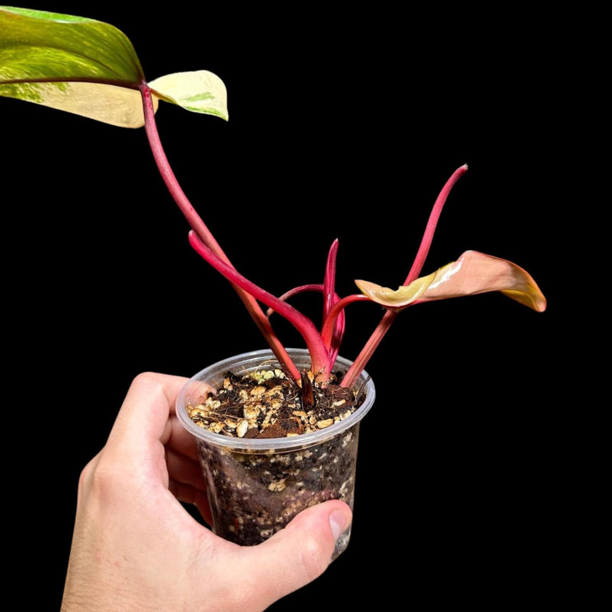 Variegated Philodendron Strawberry Shake in a Nursery Pot - Pink Philodendron RARE Collector Plant - SAME Plant as images - US seller