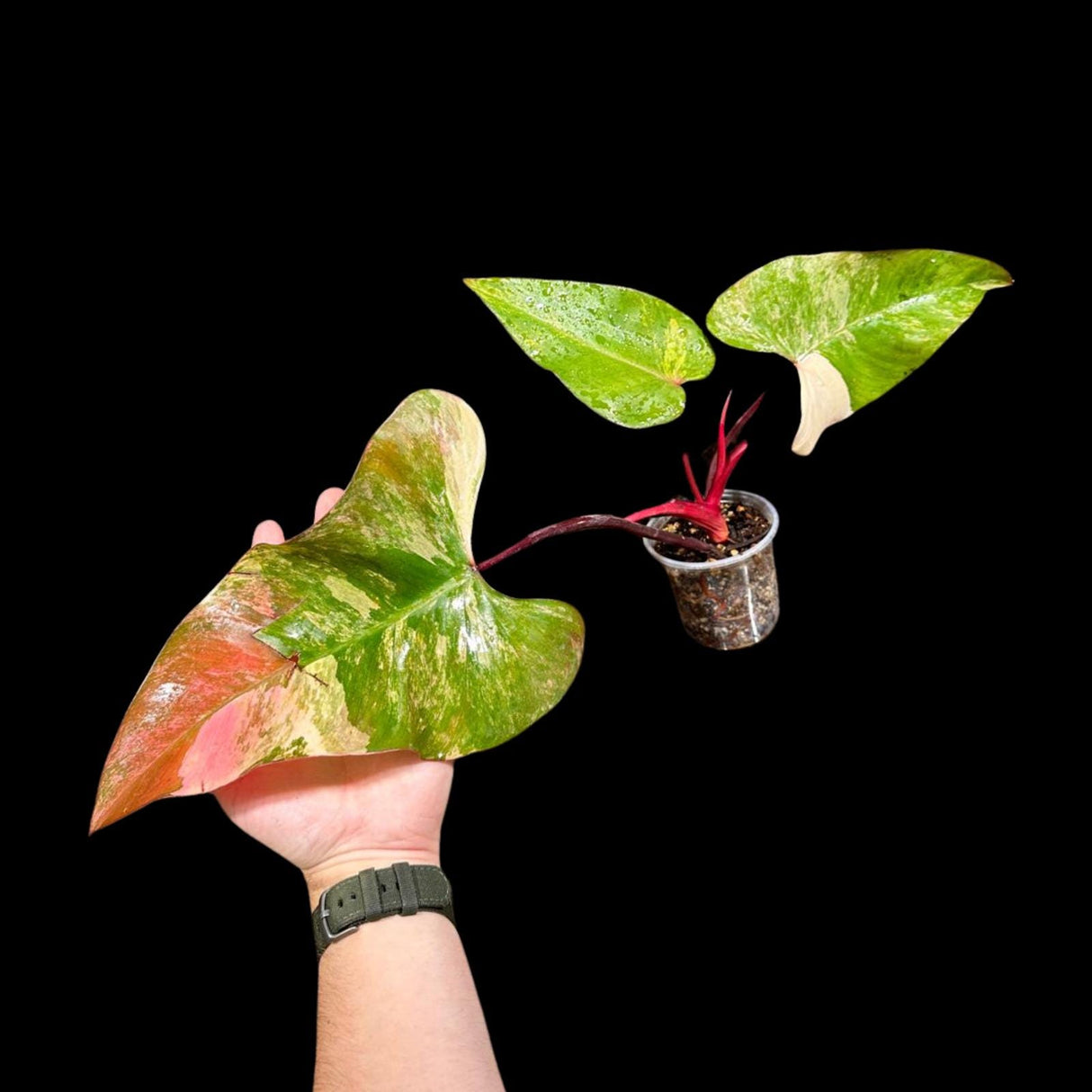 Variegated Philodendron Strawberry Shake in a Nursery Pot - Large Strawberry Shake RARE Collector plant Aroid Indoor Plant - US Seller