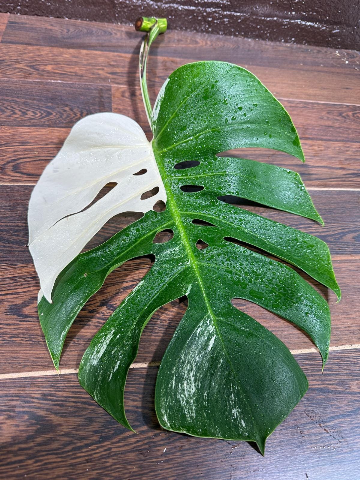 Variegated Monstera Albo Cutting - White Monstera Albo Borsigiana Plant - Rare Collector Indoor Plant - Large Form- US Seller