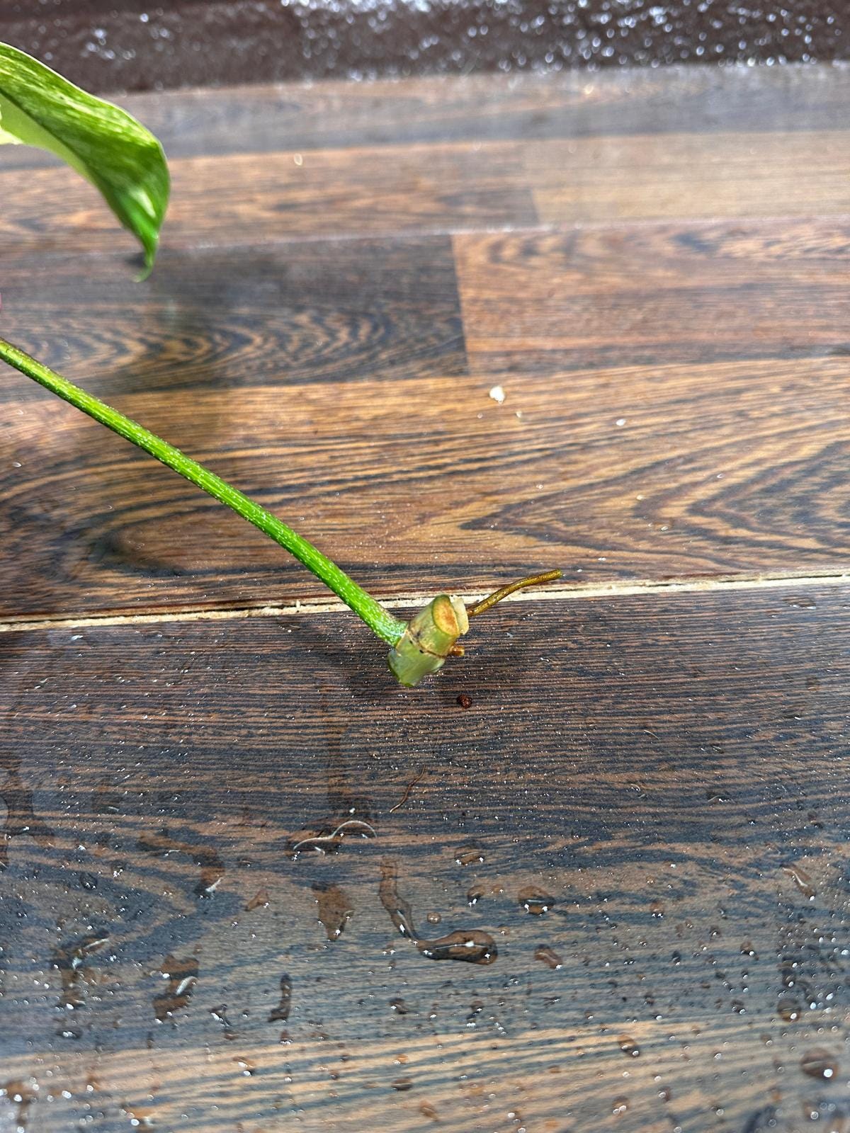 Variegated Philodendron Florida Beauty Cutting - SIMILAR PLANT as the images- Unique Live Indoor Plant-Collector Plant - Rare Find-US Seller