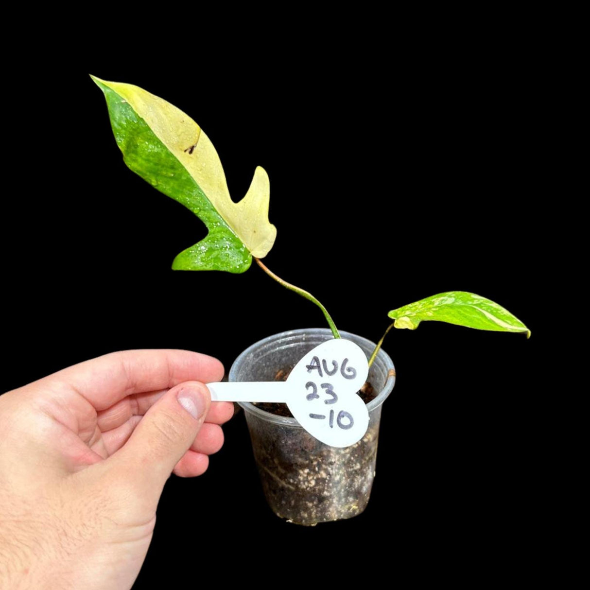 Variegated Philodendron Florida Beauty in a Nursery Pot-Extremely Rare Variegated Florida Beauty Live plant-Similar Potted Plant