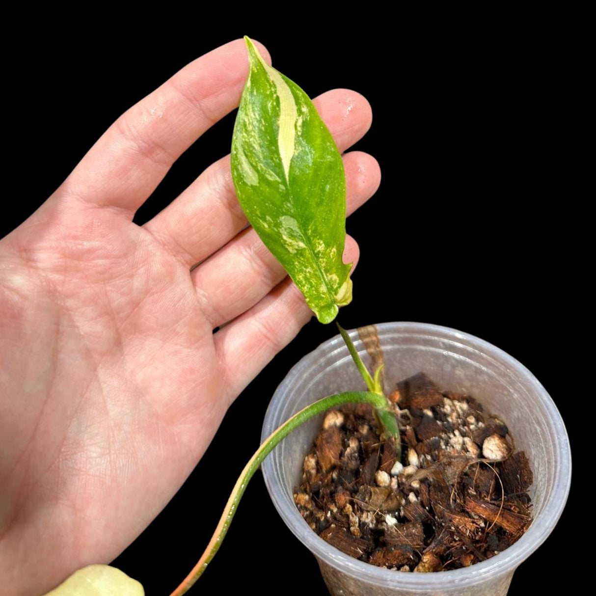 Variegated Philodendron Florida Beauty in a Nursery Pot-Extremely Rare Variegated Florida Beauty Live plant-Similar Potted Plant