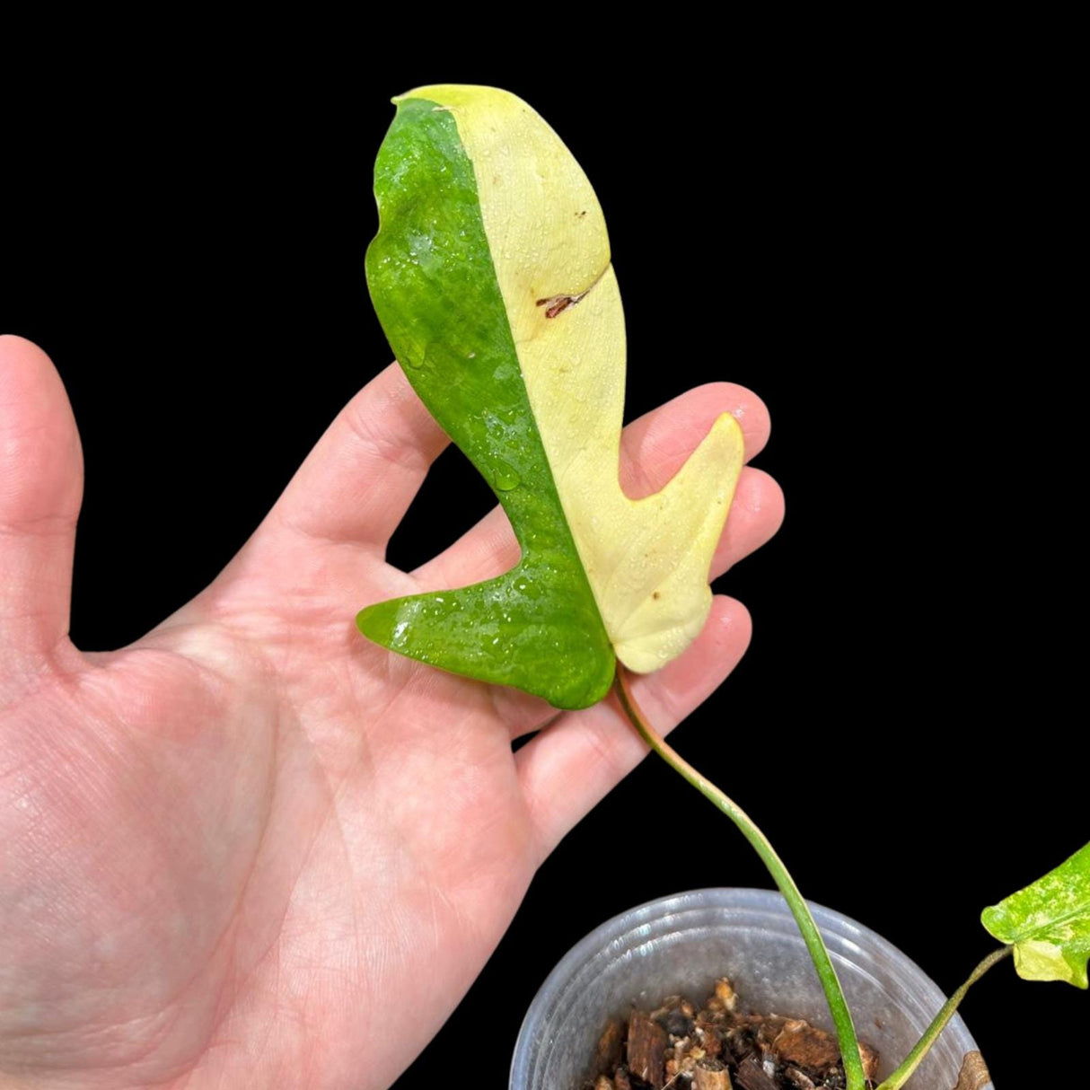 Variegated Philodendron Florida Beauty in a Nursery Pot-Extremely Rare Variegated Florida Beauty Live plant-Similar Potted Plant
