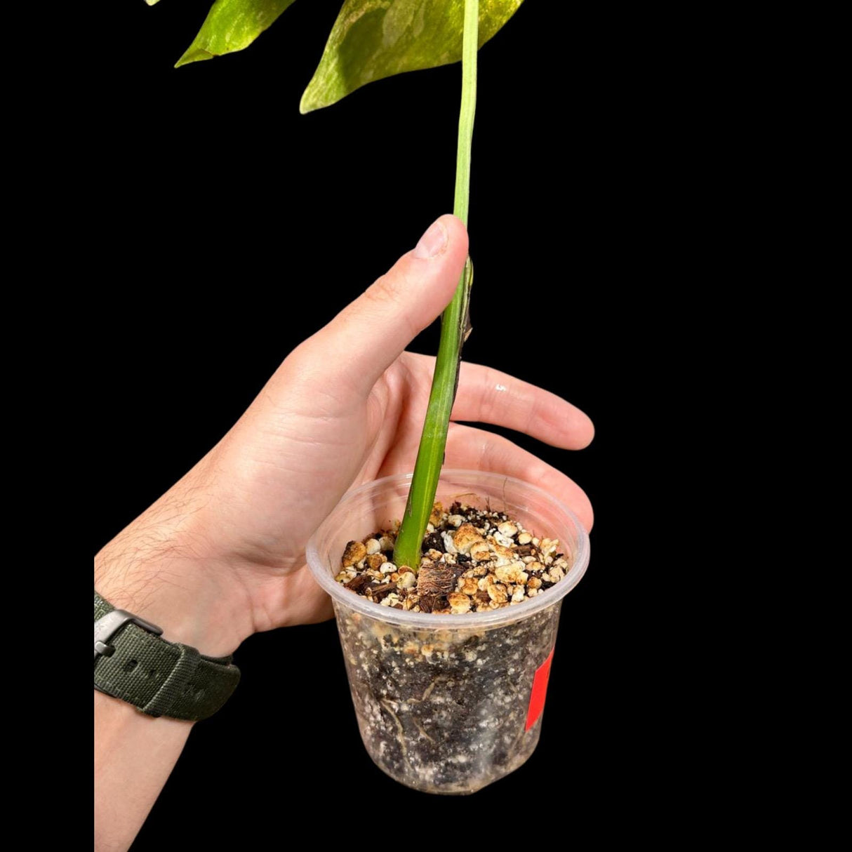 Monstera Aurea Variegated Borsigiana in a Nursery Pot - Monstera Aurea Plant - Monstera Marmota - SAME PLANT as images