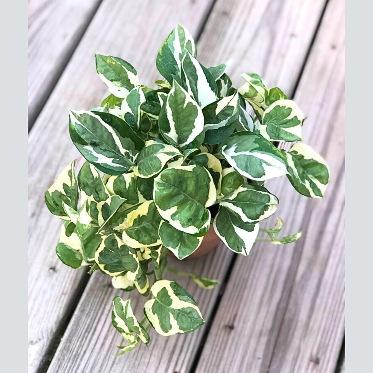 N'Joy Pothos in 4" Nursery Pot | White Variegated Indoor Plant | Low light plant Houseplant | Air purifier Climbing plant for Home Decor