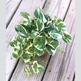 N'Joy Pothos in 4" Nursery Pot | White Variegated Indoor Plant | Low light plant Houseplant | Air purifier Climbing plant for Home Decor