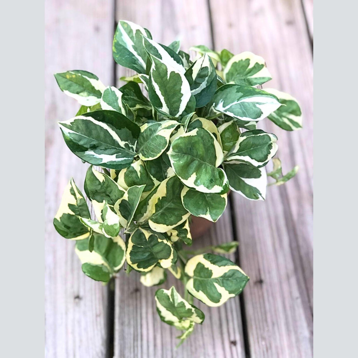 N'Joy Pothos in 4" Nursery Pot | White Variegated Indoor Plant | Low light plant Houseplant | Air purifier Climbing plant for Home Decor