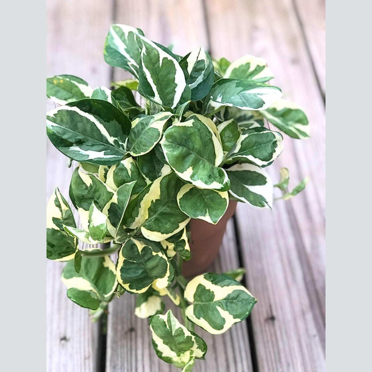 N'Joy Pothos in 4" Nursery Pot | White Variegated Indoor Plant | Low light plant Houseplant | Air purifier Climbing plant for Home Decor