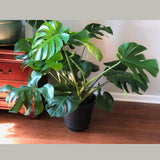Monstera Deliciousa in a 8" Pot - Easy Care Indoor Plant - Low Light Houseplant - Rare Monstera Plant - Swiss Cheese Plant - Rare Houseplant