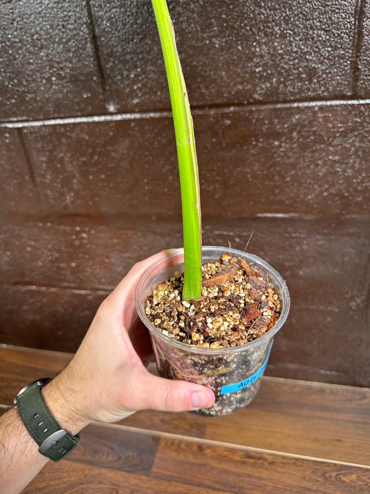 Monstera Aurea Variegated Borsigiana in a Nursery Pot - Monstera Aurea Single Leaf Plant - Monstera Marmota - US Seller