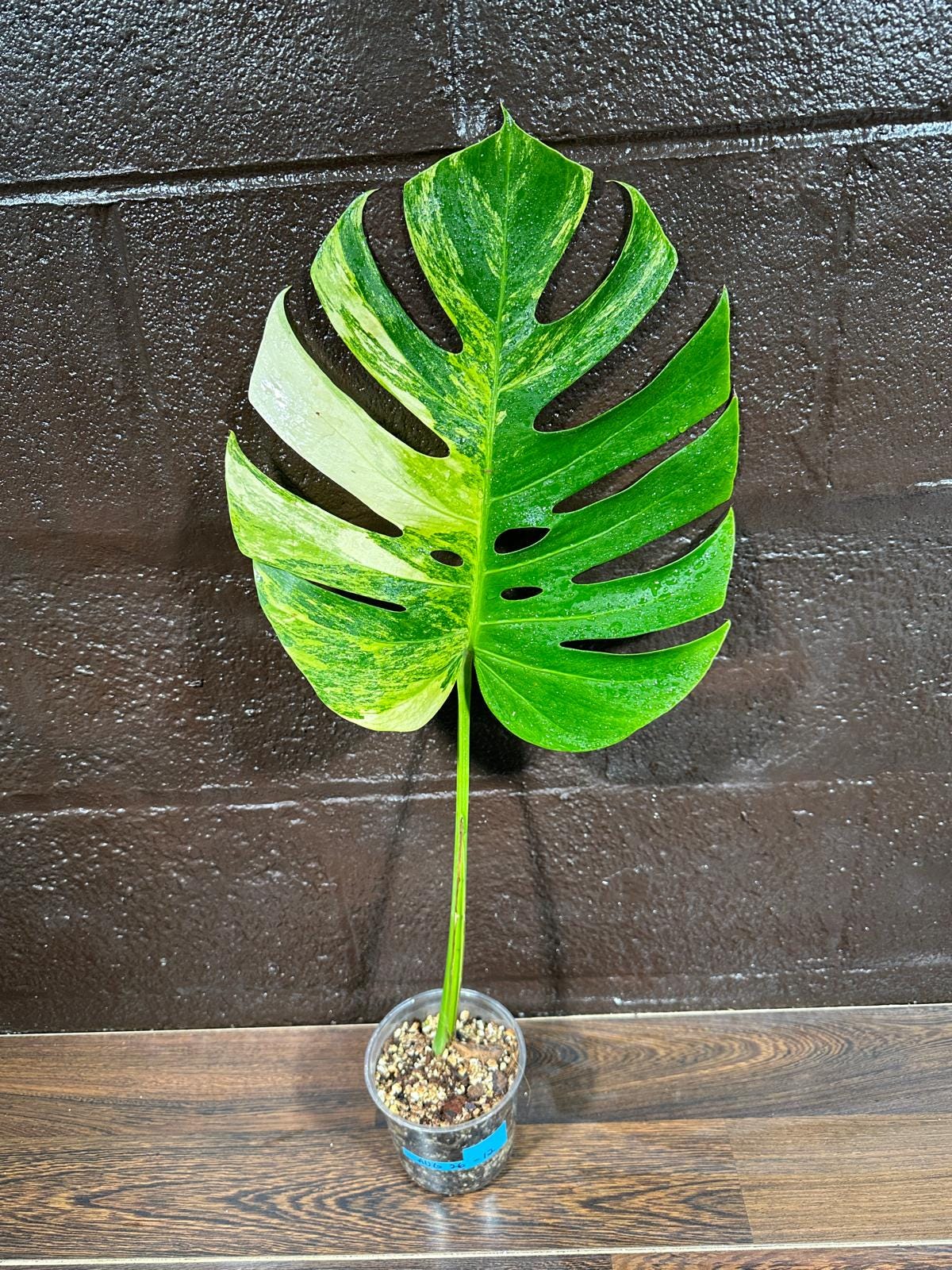 Monstera Aurea Variegated Borsigiana in a Nursery Pot - Monstera Aurea Single Leaf Plant - Monstera Marmota - US Seller