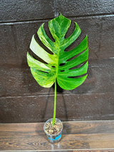 Monstera Aurea Variegated Borsigiana in a Nursery Pot - Monstera Aurea Single Leaf Plant - Monstera Marmota - US Seller