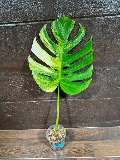 Monstera Aurea Variegated Borsigiana in a Nursery Pot - Monstera Aurea Single Leaf Plant - Monstera Marmota - US Seller